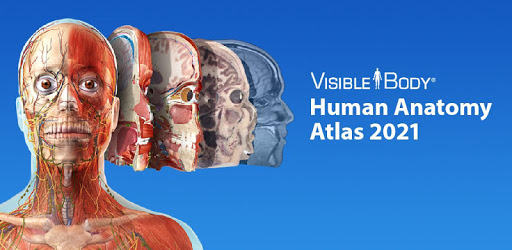 windows store visible body human anatomy atlas